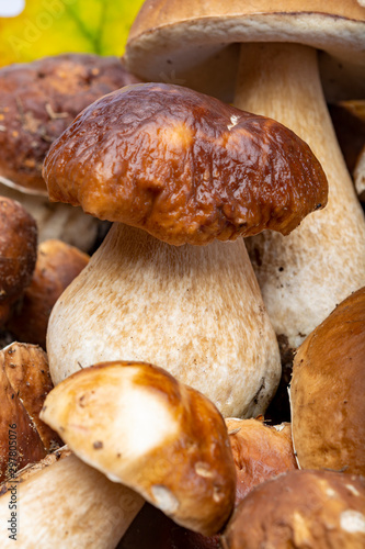 Fresh raw edible forest mushrooms Boletus Edulis or porcini fungus, tasty vegetarian food