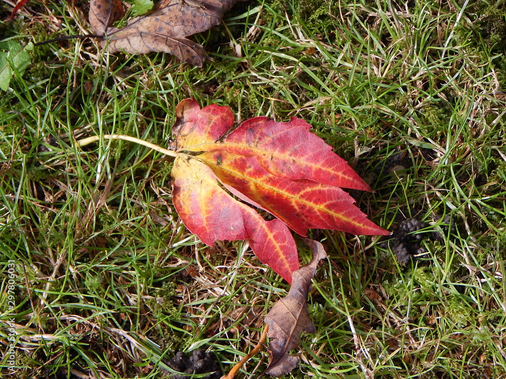 Closeup of a red autumn leaf on green grass
