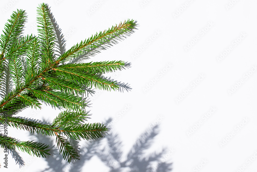 Christmas fir concept frame on the white sunny background. Copy space. Top view Christmas fir concept frame on the white sunny background. Copy space. Top view