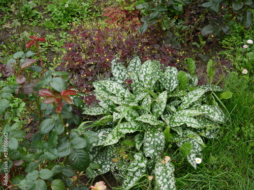 Растение зеленое с белыми крапинами хоста