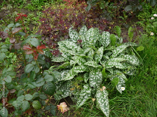 Зеленое растение с белыми крапинами хоста