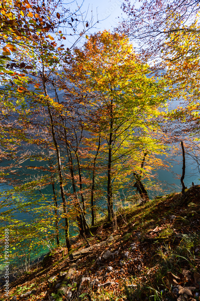 Königssee Nationalpark Berchtesgaden Salet Alm St. Bartholomä Obersee Herbstlaub Färbung Blätter Gelb Orange Baum Alpen Deutschland Wasseroberfläche Natur Jahreszeit golden Pracht Wanderweg Watzmann