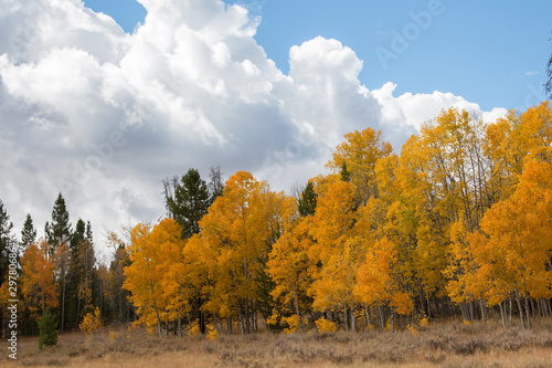 Autumn aspen trees along Battle Pass Scenic Byway in Wyoming