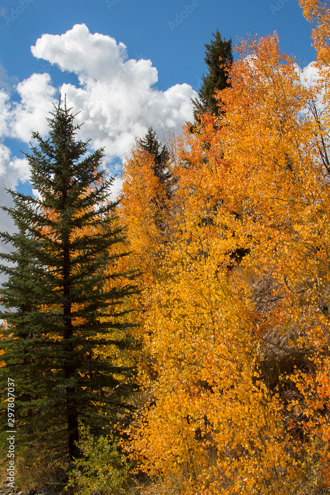 Fototapeta premium Autumn aspen trees along Battle Pass Scenic Byway in Wyoming