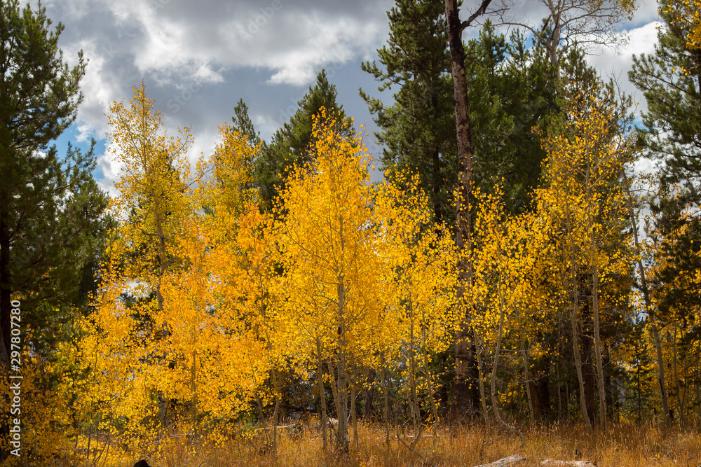 Fototapeta premium Autumn aspen trees along Battle Pass Scenic Byway in Wyoming