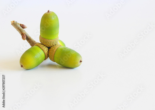Acorns on white wooden background. Nature concept.