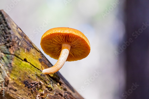 Close-up Common Rustgill Mushrooms in a Pine Forest Plantation in Tokai Forest Cape Town photo