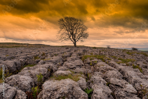 Lonely tgree on limestone pavement above Malham Tarn in the Yorkshire Dales photo