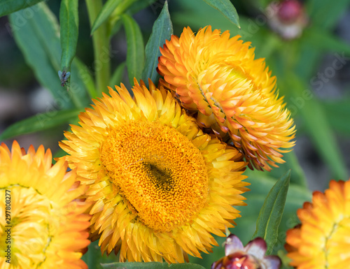 Australian bush flowers