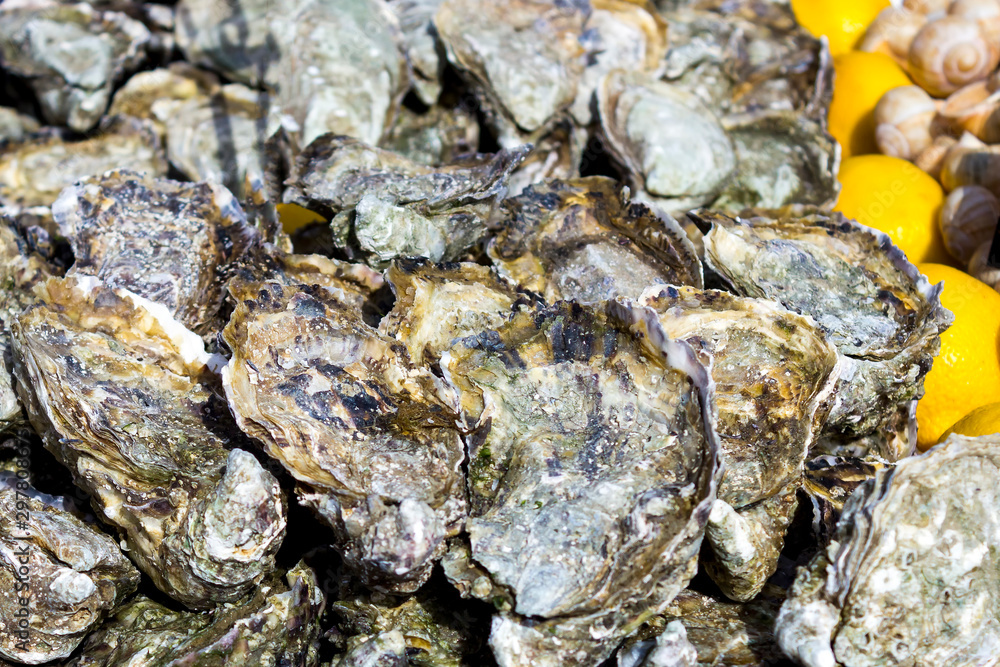 Seafood. Plenty of fresh closed oysters on ice. Close up. Seafood. Plenty of fresh closed oysters on ice. Close up.