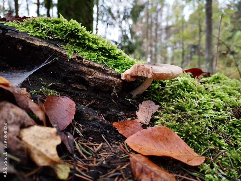Fototapeta premium mushrooms in the forest