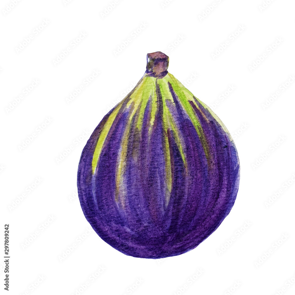 Watercolor hand drawn exotic fig fruit. Watercolor hand drawn exotic fig fruit.