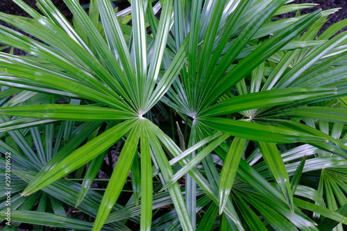 green leaf of aloe plant