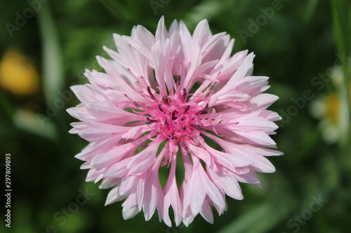 Rotondo floreale con sfumatura colore rosa