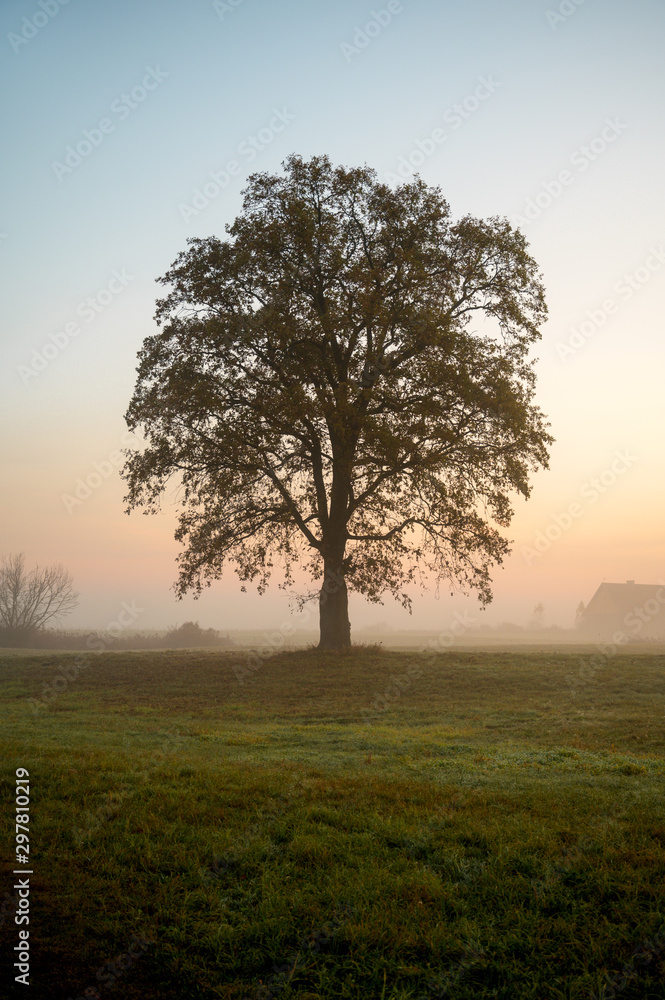 single tree in the field at foggy sunrise
