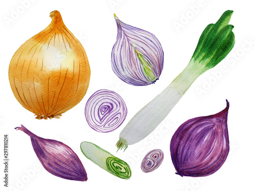 Watercolor hand drawn set with different tipes of onions. photo