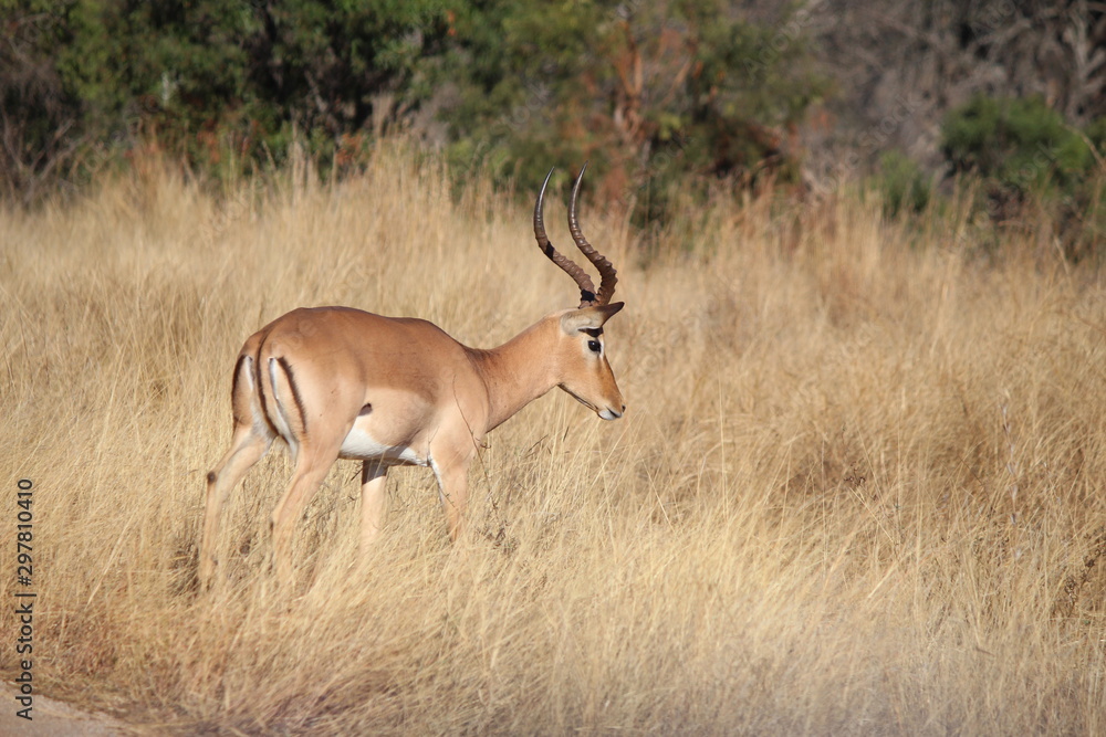 Naklejka premium Impala in Afrika