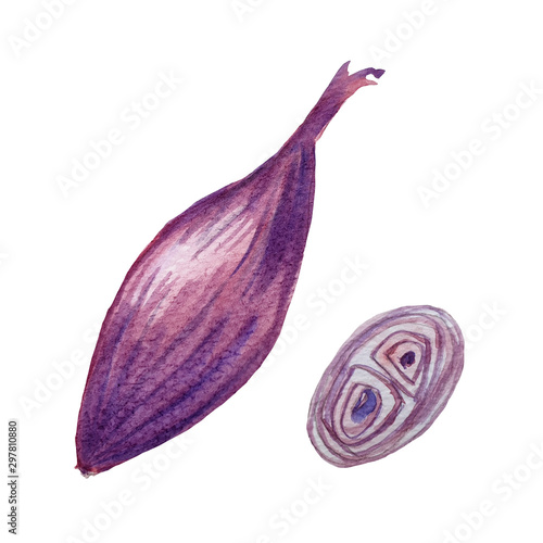 Φωτογραφία Watercolor hand-drawn onion shallot bulb and slice.