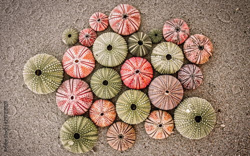 Foto various sea urchin shells on wet sand, black, white and red filtered image