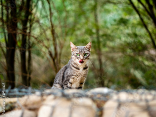 Photography Wild Cat