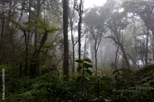 Cloud forest in Kinabalu National Park, Borneo, Malaysia