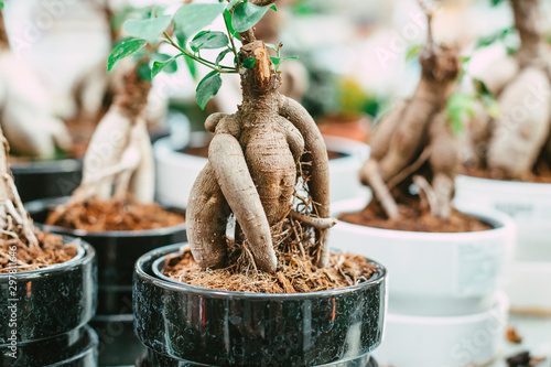 Microcarpa ficus ginseng in bonsai tree style. A lot of little house plant in flowerpot. Concept of natural house decor.