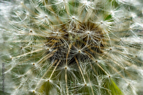 Pusteblume-L  wenzahn