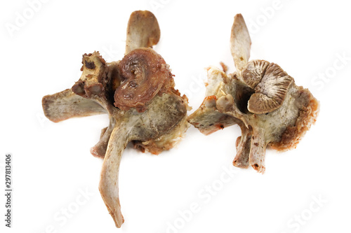 Animal vertebral bones isolated on white background. leftover food close-up © Илья Подопригоров