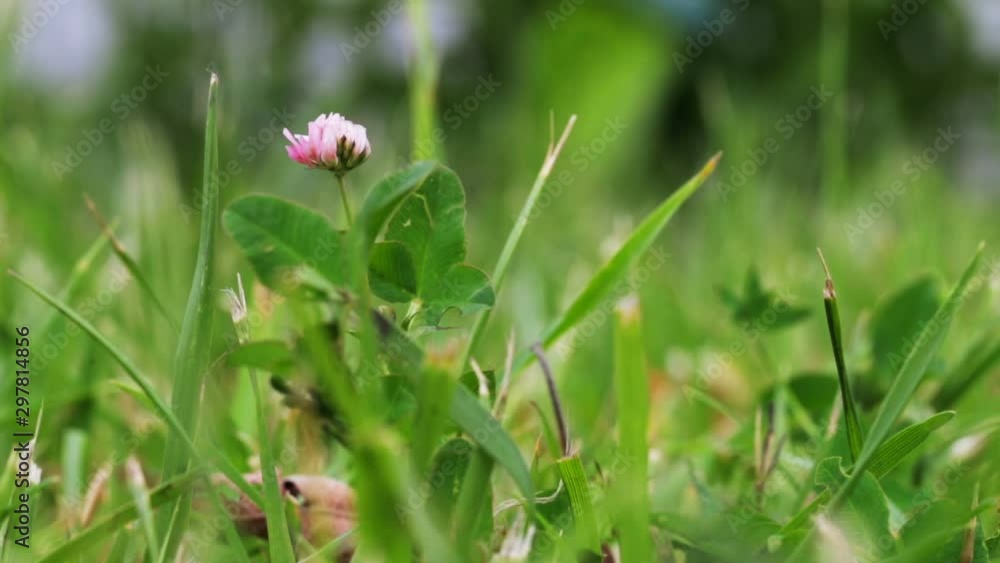 Pink clover flower grows on a green field close-up. Natural background. Landscape, nature, summer. Pink clover flower grows on a green field close-up. Natural background. Landscape, nature, summer.
