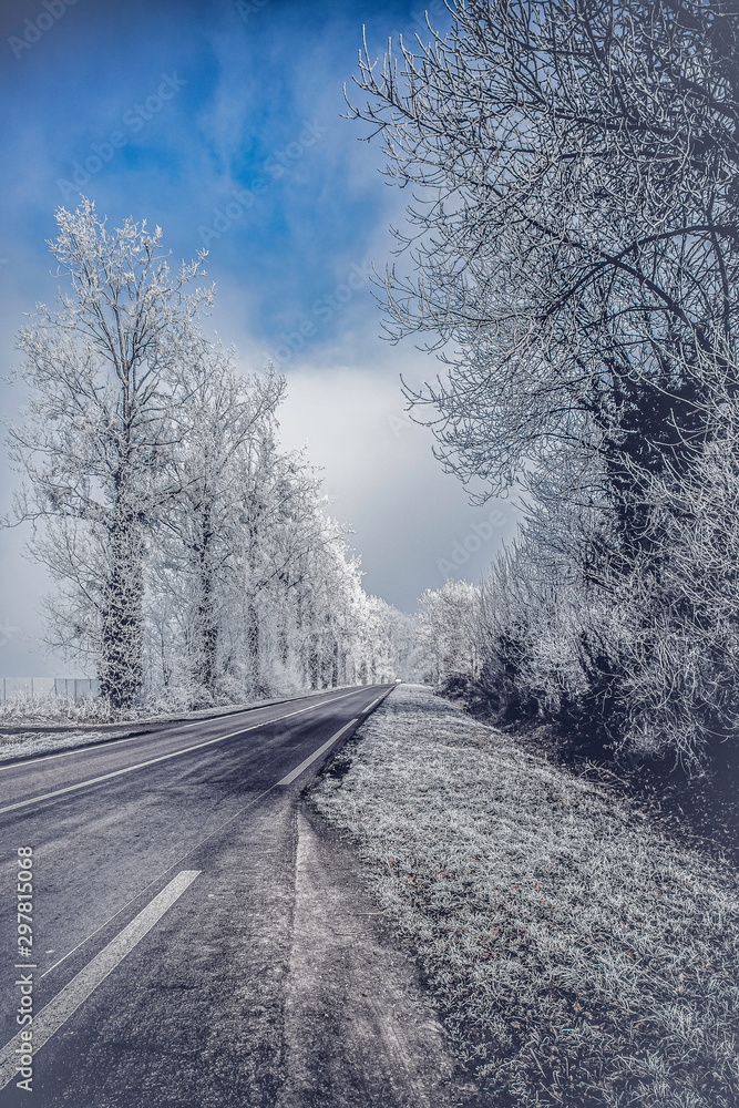 Fototapeta premium road in winter forest