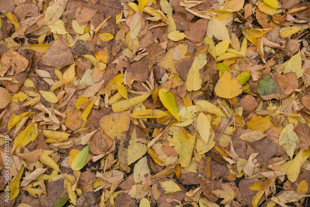 Bright and colorful fallen leaves on the ground from above