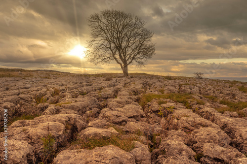 Lonely tgree on limestone pavement above Malham Tarn in the Yorkshire Dales photo