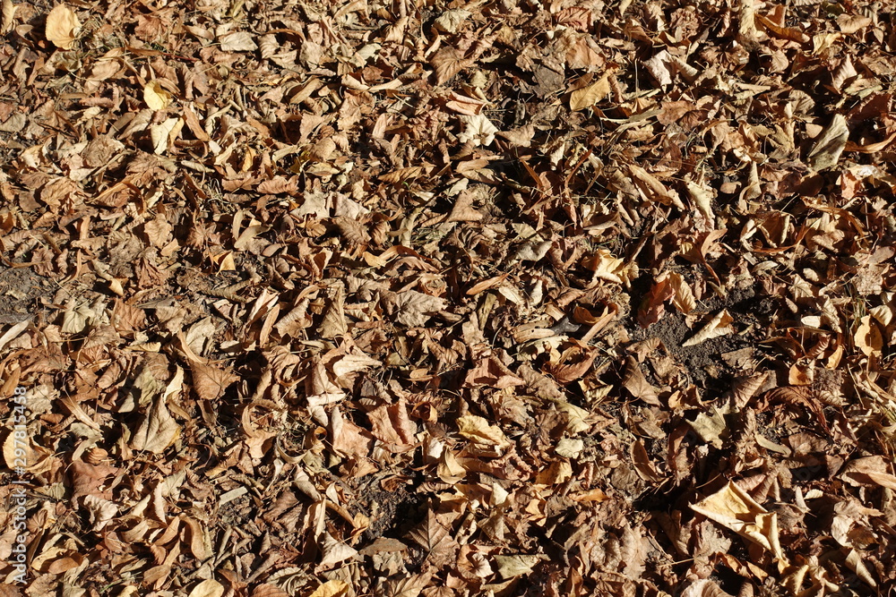 Top view of brown fallen leaves on the ground in autumn Top view of brown fallen leaves on the ground in autumn