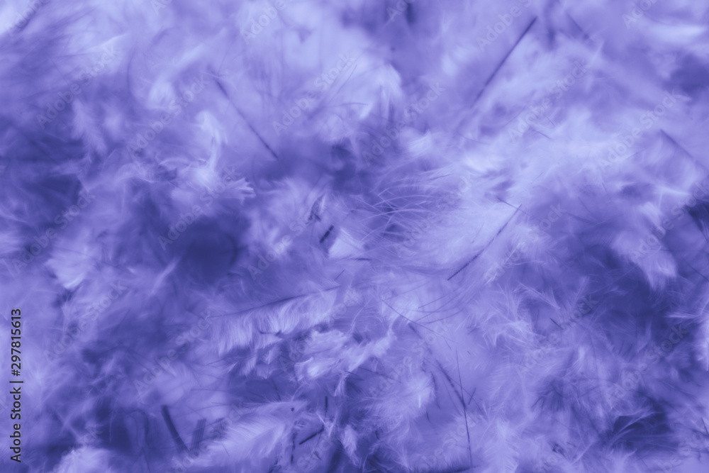 Beautiful abstract pink and purple feathers on darkness background and colorful soft white blue feather texture pattern Beautiful abstract pink and purple feathers on darkness background and colorful soft white blue feather texture pattern