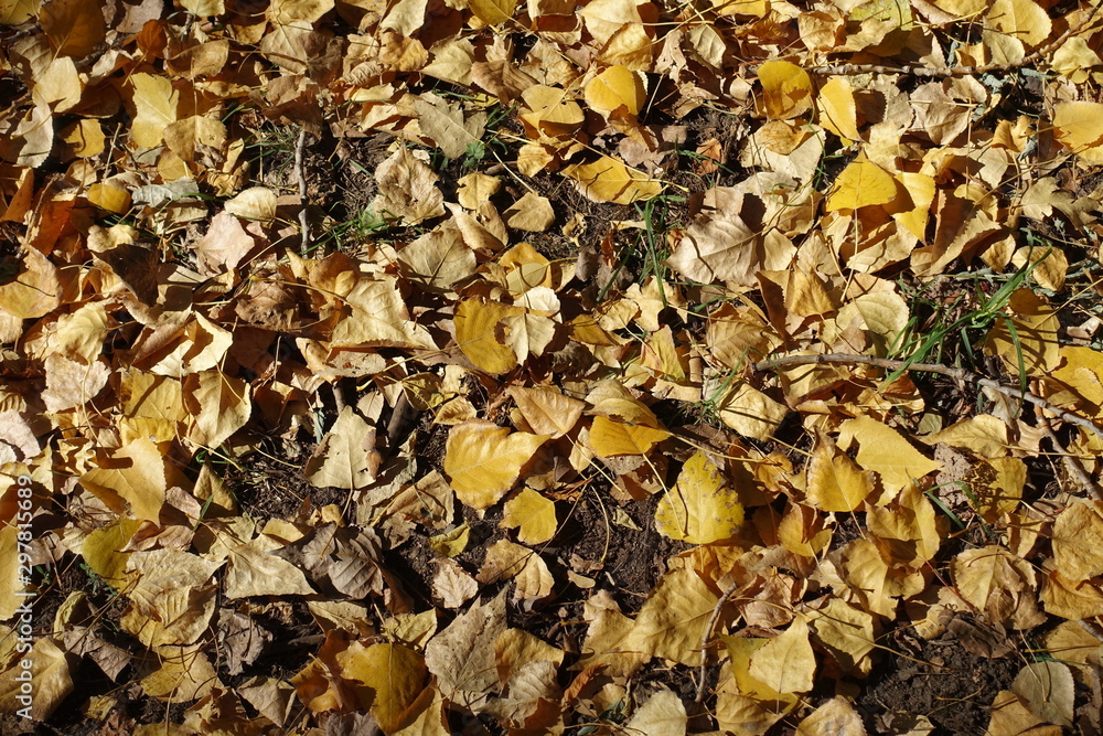 Yellow fallen leaves on the ground from above Yellow fallen leaves on the ground from above