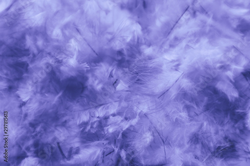 Beautiful abstract pink and purple feathers on darkness background and colorful soft white blue feather texture pattern