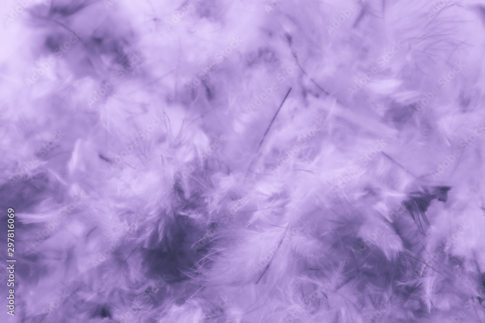 Beautiful abstract pink and purple feathers on darkness background and colorful soft white blue feather texture pattern Beautiful abstract pink and purple feathers on darkness background and colorful soft white blue feather texture pattern