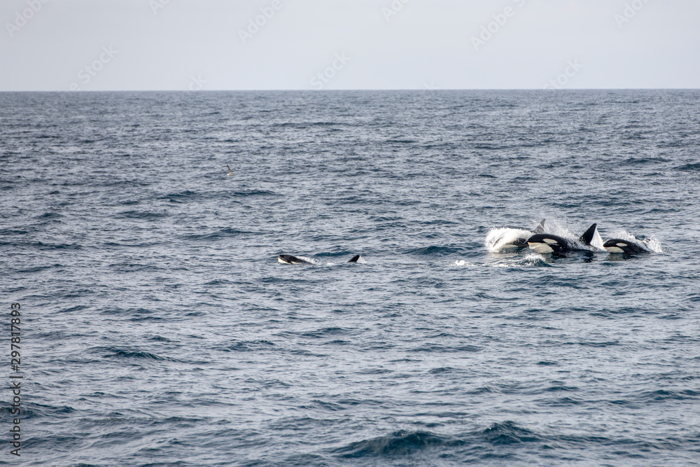 pack of killer whales surfacing at Andenes, Norway pack of killer whales surfacing at Andenes, Norway