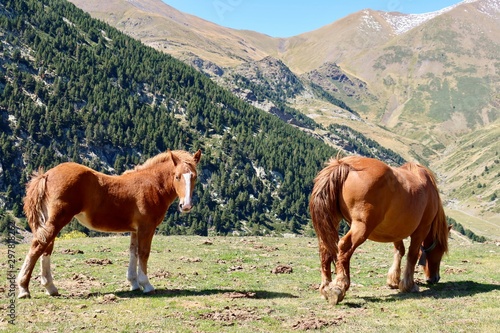 Mountain ponies