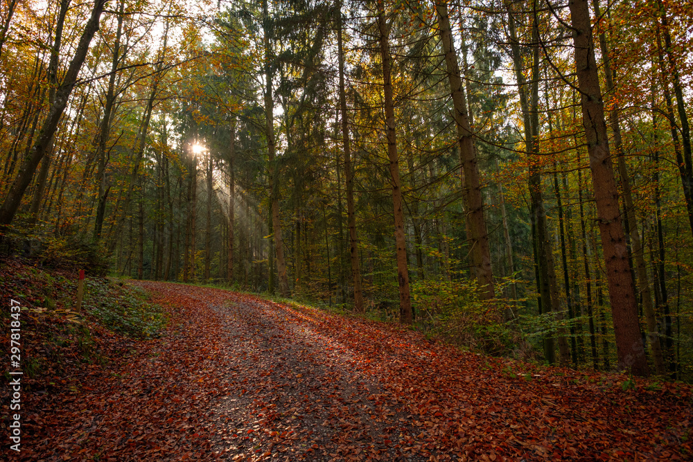 Obraz premium Wald Weg Sonne Sonnenstrahlen