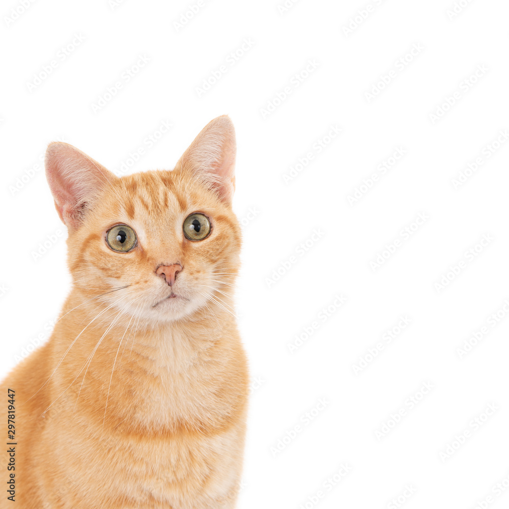 Portrait of a ginger cat with empty space. On white. Portrait of a ginger cat with empty space. On white.