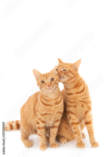 Two ginger cats on white. One licking the other.