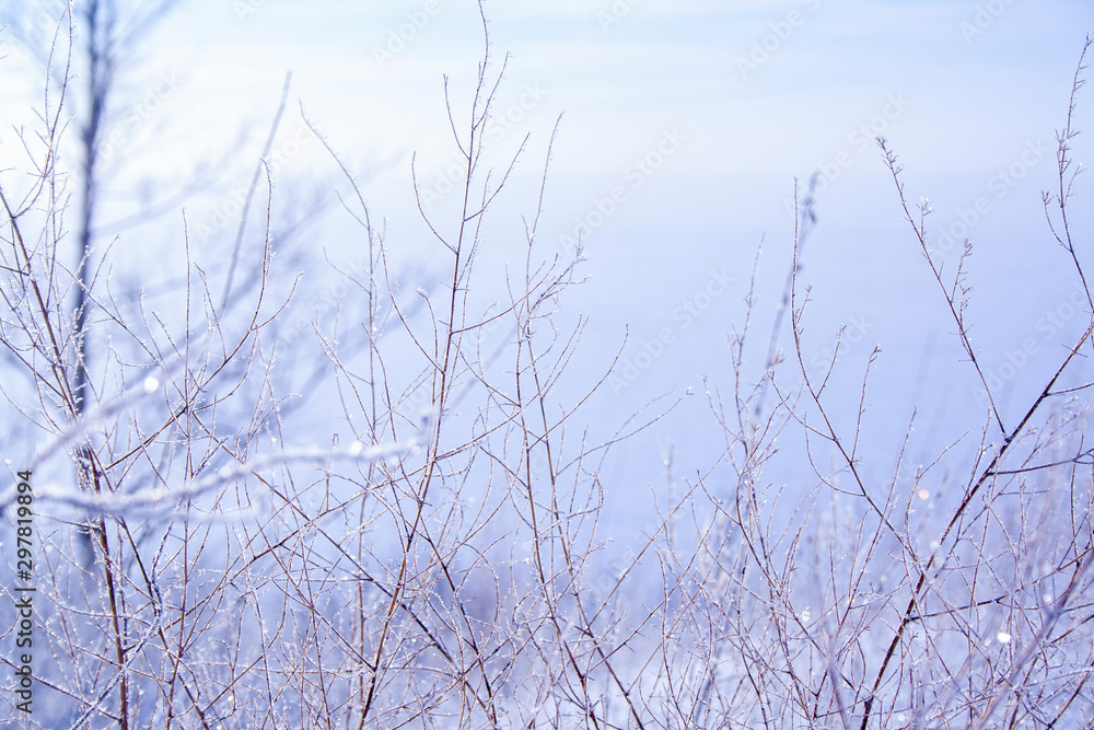 meadow grass covered with frozen crystals after a night fog in the early winter morning in the rays of the sun meadow grass covered with frozen crystals after a night fog in the early winter morning in the rays of the sun