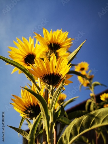 sunflowers and blue sky