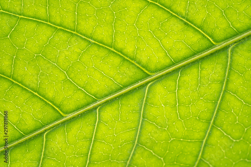 Macro Texture of green leaf structure background