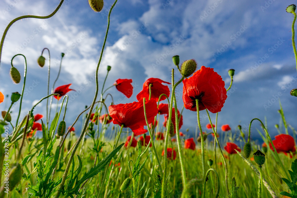 Obraz premium Kornblumen und Mohn