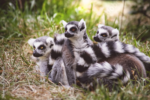 Three Lemurs with Beautiful Eyes