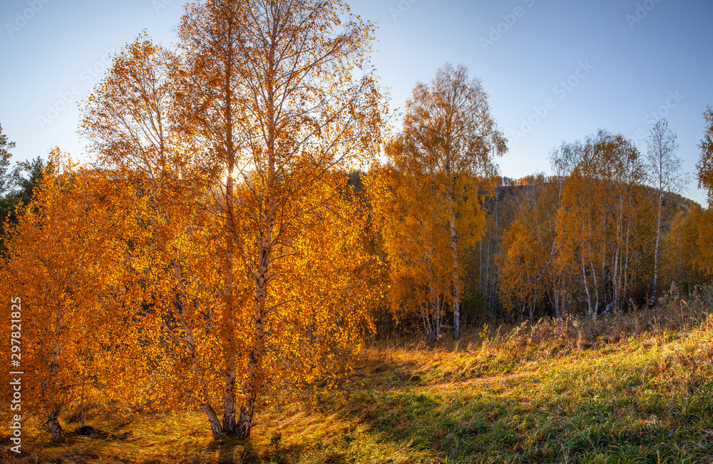 Autumn morning. The sun shines through the trees. Backlight, blue sky. Autumn morning. The sun shines through the trees. Backlight, blue sky.