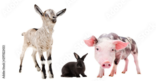 Curious goat, rabbit and pig  together isolated on a white background