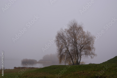 Willow on a background of morning fog and a river. Autumn landscape